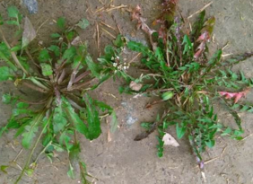 野生薺菜幾月份有？野生薺菜什么時候有？