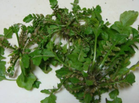 野生薺菜幾月份有？野生薺菜什么時候有？