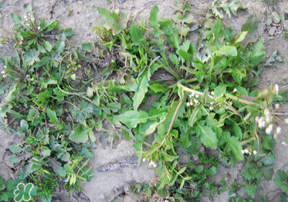 野生薺菜有什么營養(yǎng)？野生薺菜的營養(yǎng)價(jià)值