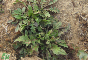 野生薺菜有什么營養(yǎng)？野生薺菜的營養(yǎng)價(jià)值