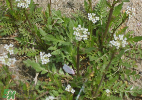 野生薺菜有什么營養(yǎng)？野生薺菜的營養(yǎng)價(jià)值