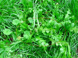 薺菜有幾種？薺菜有幾種顏色？