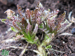 薺菜有幾種？薺菜有幾種顏色？