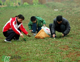 薺菜有幾種？薺菜有幾種顏色？