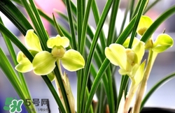 蘭花怎么養(yǎng)？蘭花怎么種？
