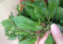 春天吃什么野菜好？春天吃什么野菜降血壓？