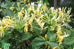 金銀花的功效與作用？金銀花有什么作用？