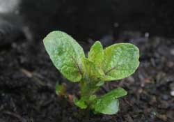 春天什么時(shí)候種土豆？春天土豆怎么么種？