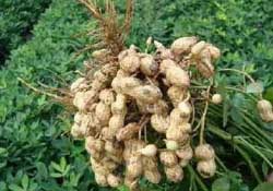 春天能種花生嗎？春天什么時(shí)候種花生？