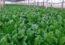 春天能種菠菜嗎？春天怎么種菠菜？