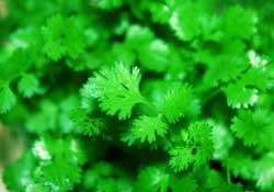 春天能種香菜嗎？香菜幾月份播種？