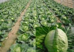 春天能種甘藍(lán)嗎？甘藍(lán)幾月份種？