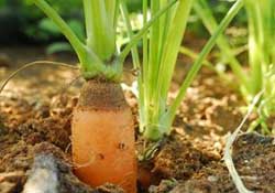 春天能種胡蘿卜嗎？胡蘿卜春天能種嗎？