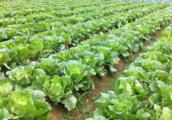 春天能種白菜嗎？春天白菜什么時(shí)間種植？