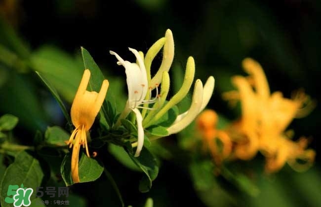 金銀花的功效與作用？金銀花有什么作用？