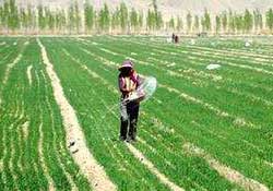 春天能種小麥嗎？小麥春天什么時候澆水？