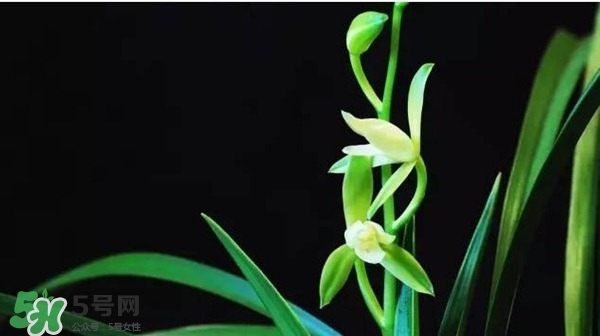 蘭花怎么養(yǎng)？蘭花怎么種？