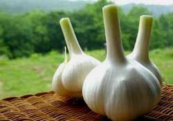 大蒜爛了一點(diǎn)還能吃嗎？大蒜爛根是怎么回事？