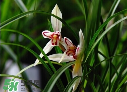 蘭花怎么養(yǎng)？蘭花怎么種？