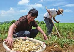 春天能種百合嗎？春天可以種百合嗎？