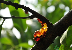 桃膠的做法？桃膠怎么做？