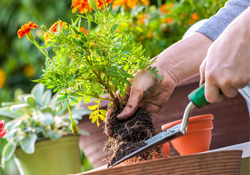植樹節(jié)可以種什么花？植樹節(jié)種什么花好？