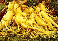 春天可以吃人參嗎？春季能進(jìn)補(bǔ)人參嗎？