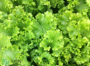 春天能種生菜嗎？生菜春天可以種嗎？