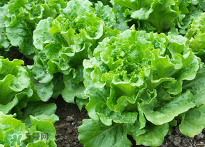 春天能種生菜嗎？生菜春天可以種嗎？