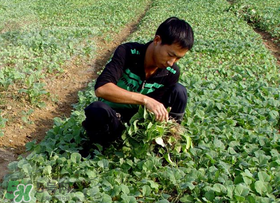 春天能種油菜嗎？油菜春天什么時(shí)候種植？