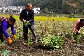 春天能種油菜嗎？油菜春天什么時(shí)候種植？
