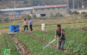 土豆多長時(shí)間澆水一次？土豆幾天澆一次水？