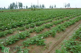 土豆多長時(shí)間澆水一次？土豆幾天澆一次水？