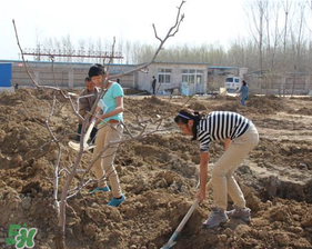 春天可以種哪些果樹？春天適合種哪些果樹？