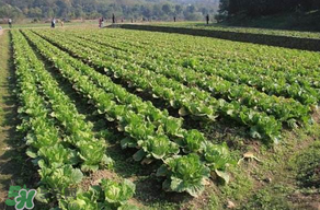 春天種植什么蔬菜好？春季適合種植的蔬菜