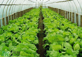 春天種植什么蔬菜好？春季適合種植的蔬菜