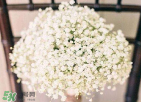 春天能種滿天星嗎？什么時(shí)候最適合種植滿天星？