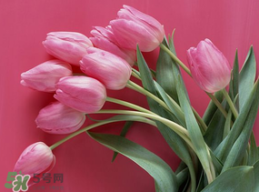 春天可以種郁金香嗎？郁金香可以春天種嗎？