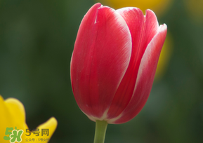 春天可以種郁金香嗎？郁金香可以春天種嗎？