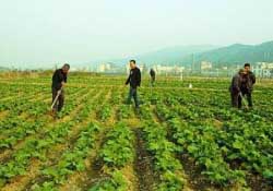 春天能種油菜嗎？油菜春天什么時候種植？