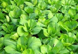 春天種植什么蔬菜好？春季適合種植的蔬菜