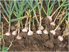 大蒜有種子嗎？大蒜的種子是什么？