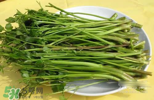 吃野芹菜會(huì)中毒嗎？吃野芹菜中毒了怎么辦？