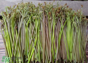 蕨菜是什么菜？蕨菜是什么？