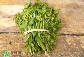 蕨菜可以冷凍嗎？蕨菜可以放冰箱嗎？