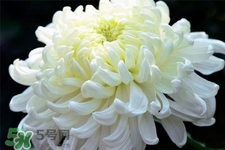 清明節(jié)掃墓買什么顏色菊花？清明節(jié)上墳用什么顏色菊花？