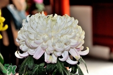 清明節(jié)掃墓買什么顏色菊花？清明節(jié)上墳用什么顏色菊花？