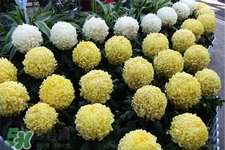 清明節(jié)掃墓買什么顏色菊花？清明節(jié)上墳用什么顏色菊花？