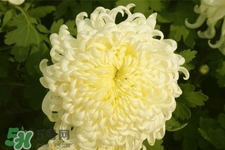 清明節(jié)掃墓為什么用菊花？清明節(jié)上墳為什么要送菊花？