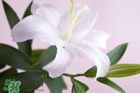 清明節(jié)上墳可以帶百合花嗎？清明節(jié)掃墓能用百合花嗎？